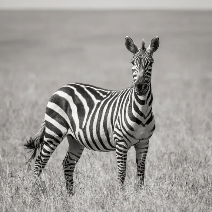 Framed Print : Africa, Kenya, Msai Mara National Reserve. Close-up of lone zebra