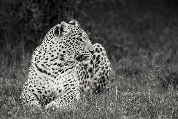 Africa, Kenya, Msai Mara National Reserve. Close-up of resting leopard