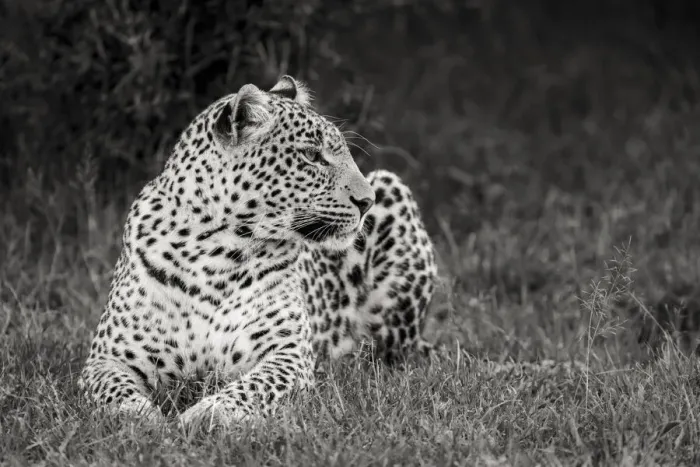 Framed Print : Africa, Kenya, Msai Mara National Reserve. Close-up of resting leopard Framed Print : Africa, Kenya, Msai Mara National Reserve. Close-up of resting leopard