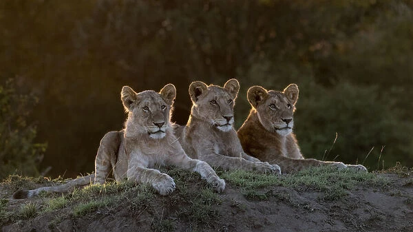 Africa, Kenya, Msai Mara National Reserve. Three resting lions