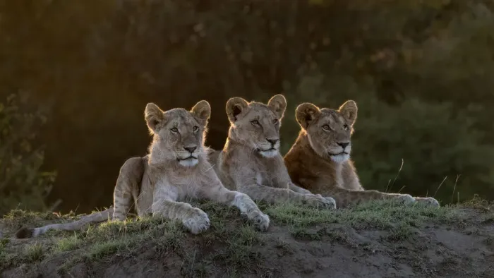 Framed Print : Africa, Kenya, Msai Mara National Reserve. Three resting lions Framed Print : Africa, Kenya, Msai Mara National Reserve. Three resting lions