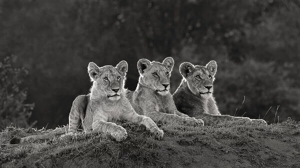 Africa, Kenya, Msai Mara National Reserve. Three resting lions