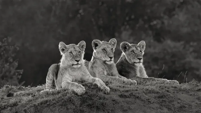 Framed Print : Africa, Kenya, Msai Mara National Reserve. Three resting lions Framed Print : Africa, Kenya, Msai Mara National Reserve. Three resting lions