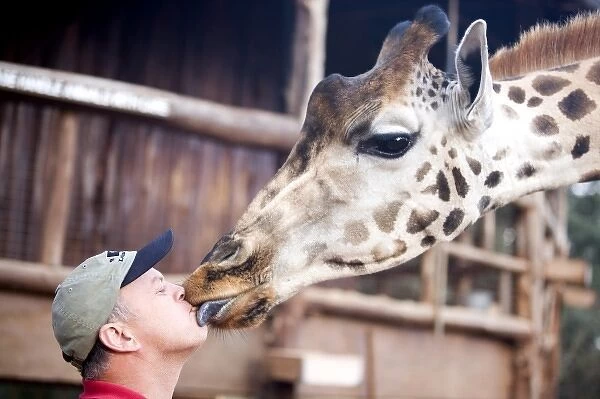Africa, Kenya, Nairobi. Man gets a kiss from a Rothschild giraffe (G. c. rothschildi)