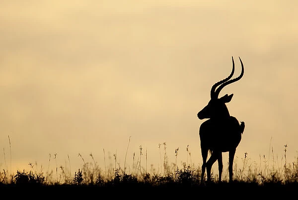 Africa, Kenya, Nakuru National Park. Silhouette of male impala with oxpecker bird on side