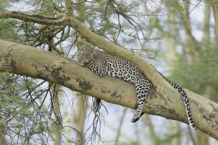 Framed Print : Africa, Kenya, Nakuru National Park. Leopard relaxing in tree