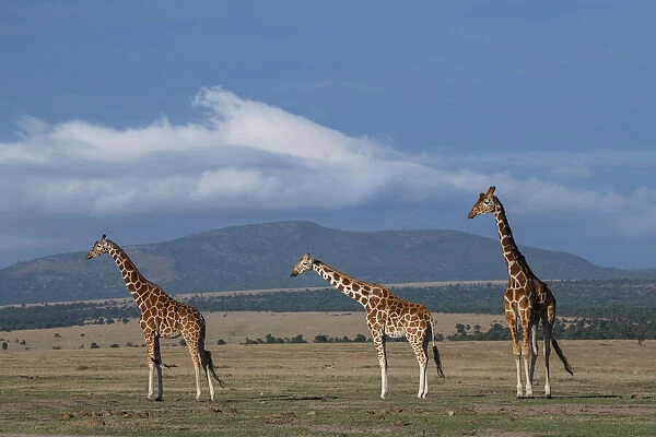 Africa, Kenya, Northern Frontier District, Ol Pejeta Conservancy. Reticulated giraffe