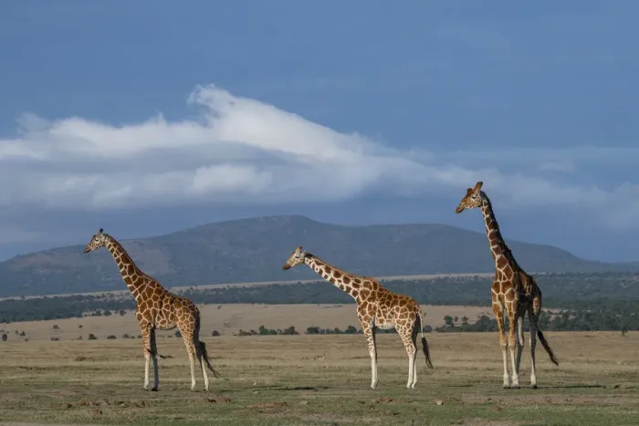 Framed Print : Africa, Kenya, Northern Frontier District, Ol Pejeta Conservancy. Reticulated giraffe Framed Print : Africa, Kenya, Northern Frontier District, Ol Pejeta Conservancy. Reticulated giraffe