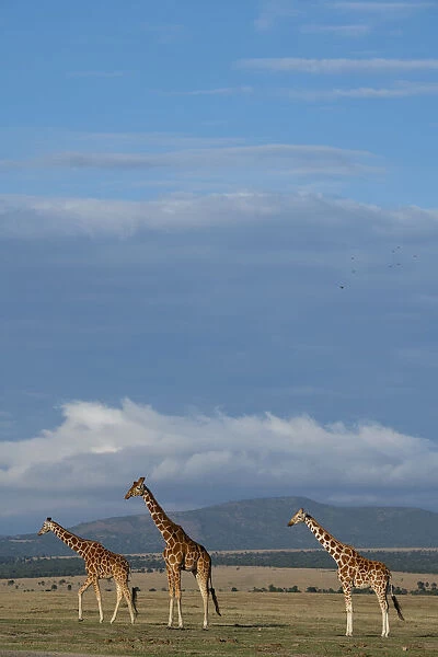 Africa, Kenya, Northern Frontier District, Ol Pejeta Conservancy. Reticulated giraffes
