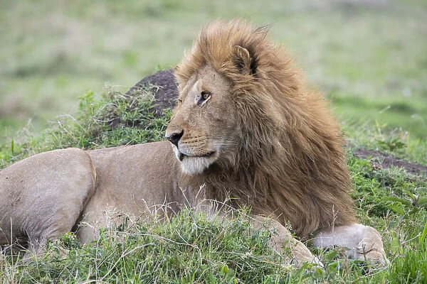 Africa, Kenya, Northern Serengeti Plains, Msai Mara. Male lion