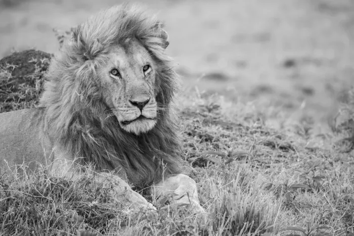 Framed Print : Africa, Kenya, Northern Serengeti Plains, Msai Mara. Male lion Framed Print : Africa, Kenya, Northern Serengeti Plains, Msai Mara. Male lion