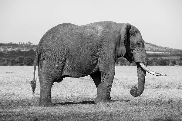 Africa, Kenya, Ol Pejeta Conservancy. Lone bull African elephant