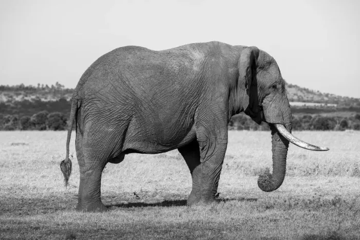 Framed Print : Africa, Kenya, Ol Pejeta Conservancy. Lone bull African elephant Framed Print : Africa, Kenya, Ol Pejeta Conservancy. Lone bull African elephant