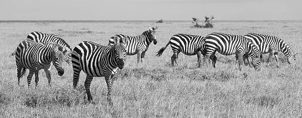 Africa, Kenya, Ol Pejeta Conservancy. Herd of Bruchell