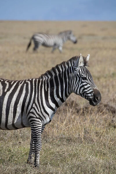 Africa, Kenya, Ol Pejeta Conservancy. Bruchells zebra (Equus burchellii)