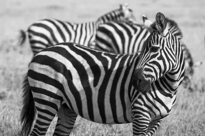 Framed Print : Africa, Kenya, Ol Pejeta Conservancy. Bruchells zebra (Equus burchellii) Framed Print : Africa, Kenya, Ol Pejeta Conservancy. Bruchells zebra (Equus burchellii)