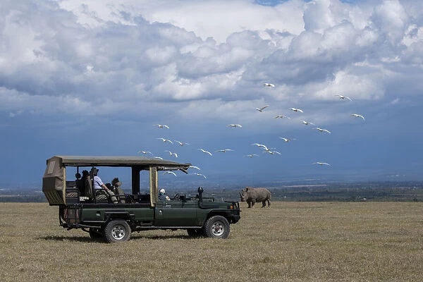 Africa, Kenya, Ol Pejeta Conservancy. Safari jeep with Southern white rhinoceros