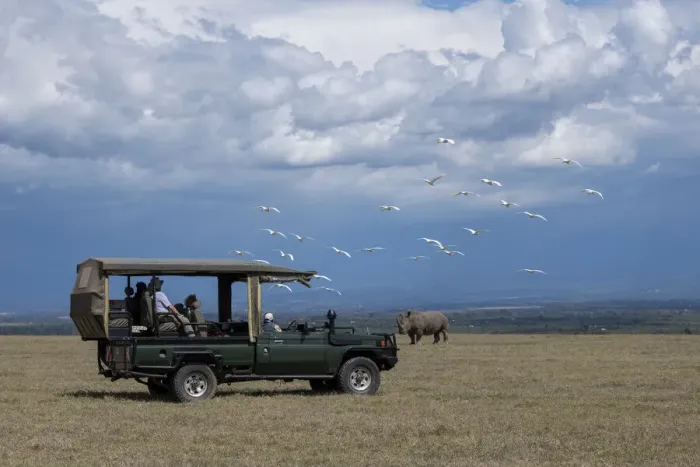 Framed Print : Africa, Kenya, Ol Pejeta Conservancy. Safari jeep with Southern white rhinoceros Framed Print : Africa, Kenya, Ol Pejeta Conservancy. Safari jeep with Southern white rhinoceros