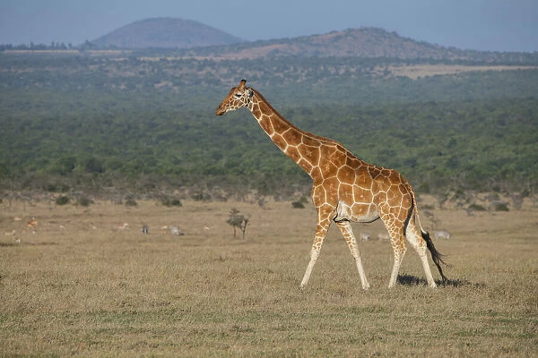 Africa, Kenya, Ol Pejeta Conservancy. Reticulated giraffe Endangered species