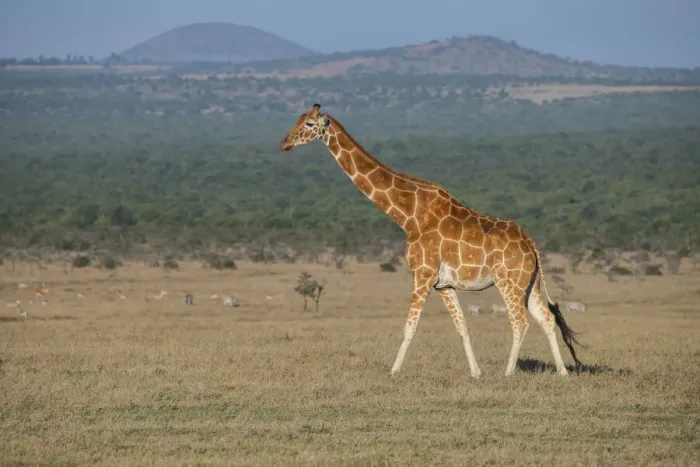 Framed Print : Africa, Kenya, Ol Pejeta Conservancy. Reticulated giraffe Endangered species Framed Print : Africa, Kenya, Ol Pejeta Conservancy. Reticulated giraffe Endangered species