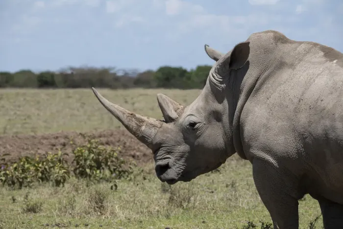 Framed Print : Africa, Kenya, Ol Pejeta Conservancy. One the last 2 critically endangered Northern white Framed Print : Africa, Kenya, Ol Pejeta Conservancy. One the last 2 critically endangered Northern white