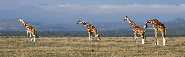 Africa, Kenya, Ol Pejeta Conservancy. Herd of Reticulated giraffe. Endangered species