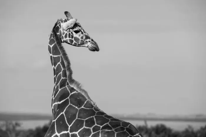 Framed Print : Africa, Kenya, Ol Pejeta Conservancy. Reticulated giraffe Endangered species Framed Print : Africa, Kenya, Ol Pejeta Conservancy. Reticulated giraffe Endangered species