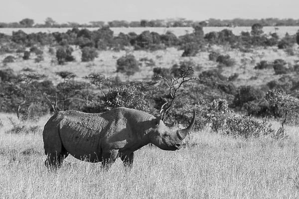 Africa, Kenya, Ol Pejeta Conservancy. Black rhinoceros, aka hook-lipped