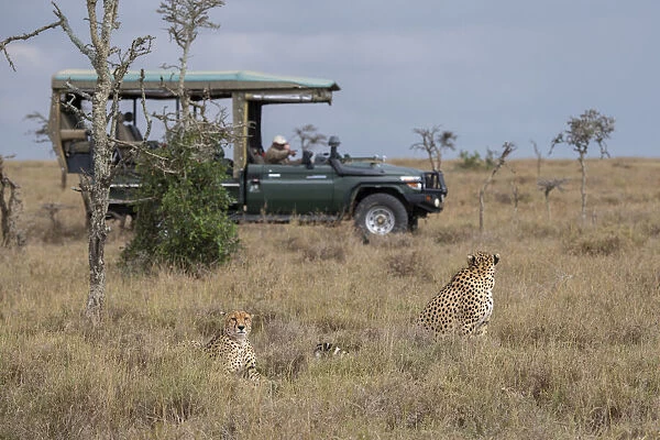 Africa, Kenya, Ol Pejeta Conservancy. Safari jeep with male cheetahs, endangered species