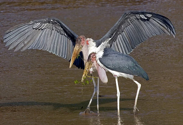 Africa, Kenya. Pair of marabou storks in shallow water