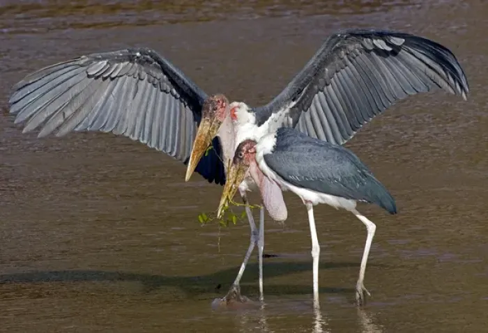 Framed Print : Africa, Kenya. Pair of marabou storks in shallow water Framed Print : Africa, Kenya. Pair of marabou storks in shallow water