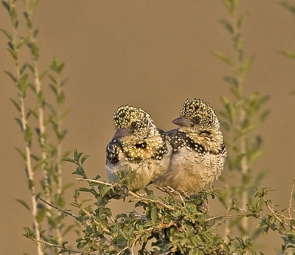 Africa, Kenya. Pair of red-yellow barbets perched on tree limb