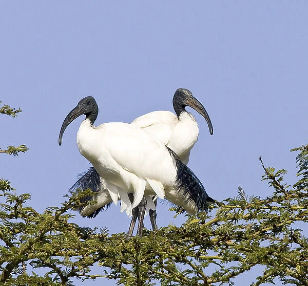 Africa, Kenya. Pair of sacred ibis birds stand on limbs