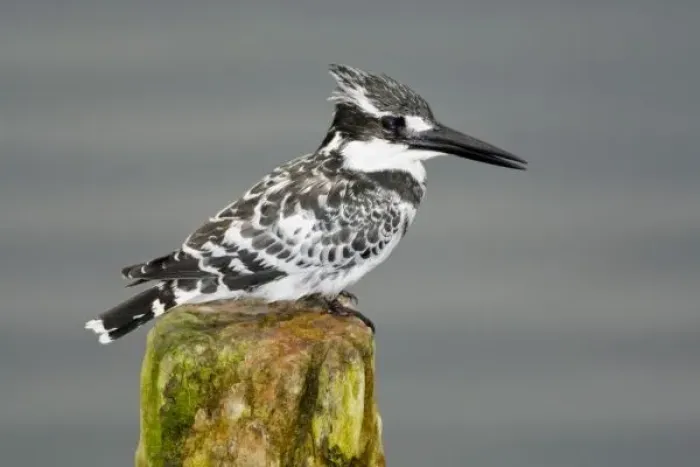 Framed Print : Africa. Kenya. Pied Kingfisher at Lake Naivasha