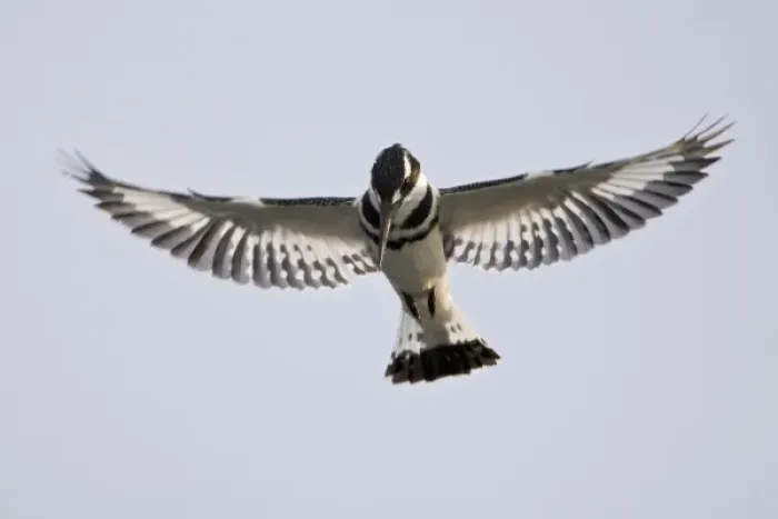Framed Print : Africa. Kenya. Pied Kingfisher at Lake Naivasha