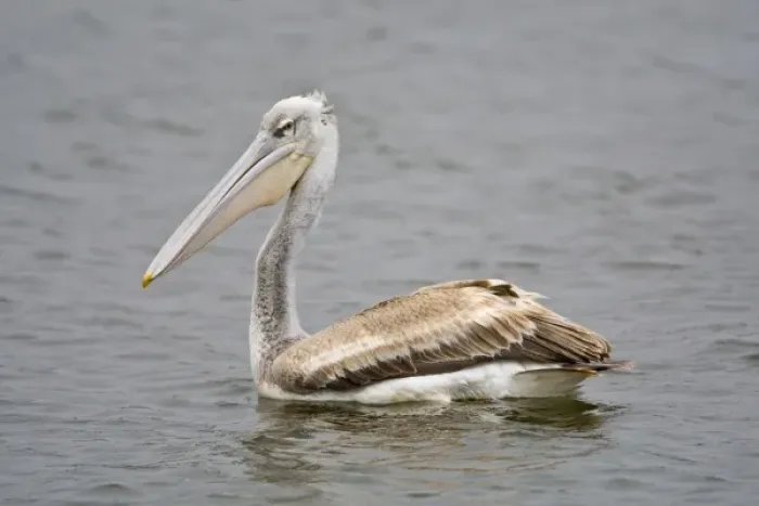 Framed Print : Africa. Kenya. Pink-backed Pelican at Lake Naivasha Framed Print : Africa. Kenya. Pink-backed Pelican at Lake Naivasha