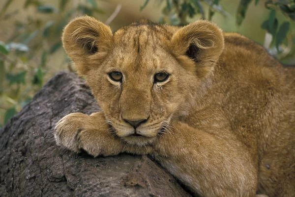 Africa, Kenya. Portrait of a lion
