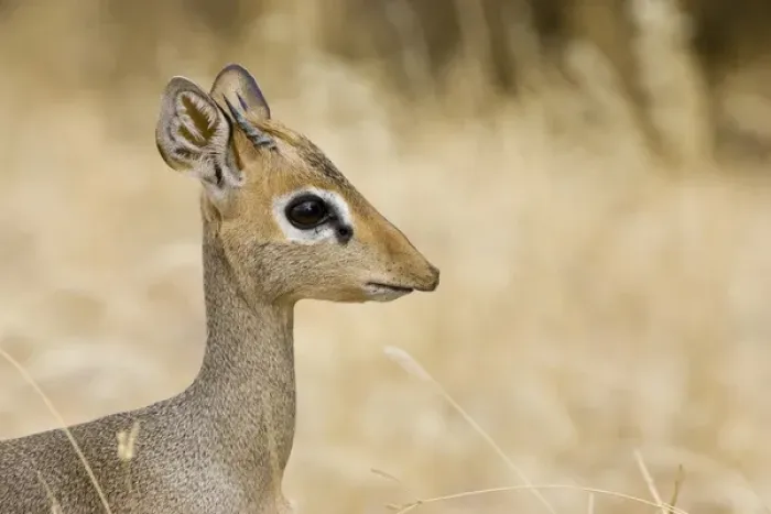 Framed Print : Africa, Kenya. Profile of dik dik. Credit as: Joanne Williams / Jaynes Gallery / DanitaDelimont Framed Print : Africa, Kenya. Profile of dik dik. Credit as: Joanne Williams / Jaynes Gallery / DanitaDelimont
