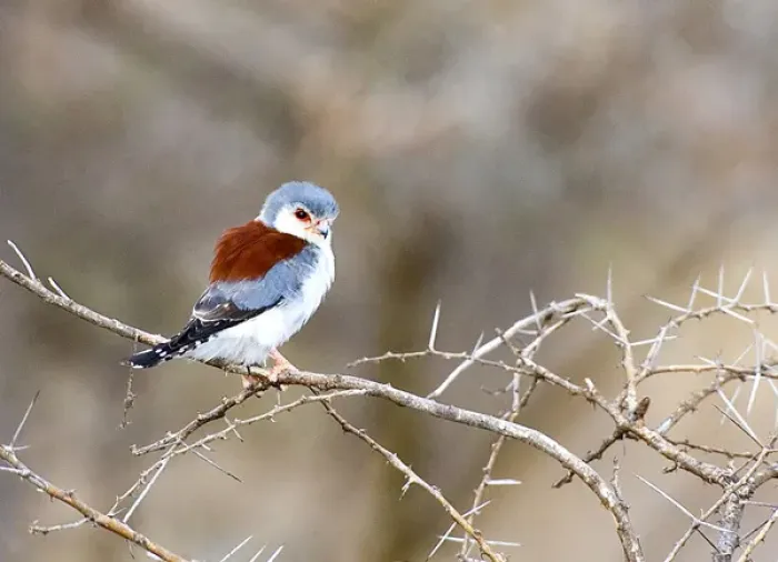 Framed Print : Africa, Kenya. Pygmy falcon bird on limb