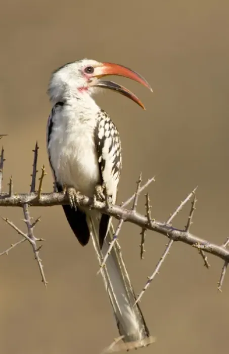 Framed Print : Africa, Kenya. Red-billed hornbill bird perched on thorny tree limb Framed Print : Africa, Kenya. Red-billed hornbill bird perched on thorny tree limb