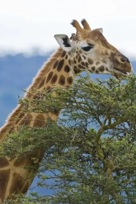 Framed Print : Africa. Kenya. Rothschilds Giraffe at Lake Nakuru NP Framed Print : Africa. Kenya. Rothschilds Giraffe at Lake Nakuru NP