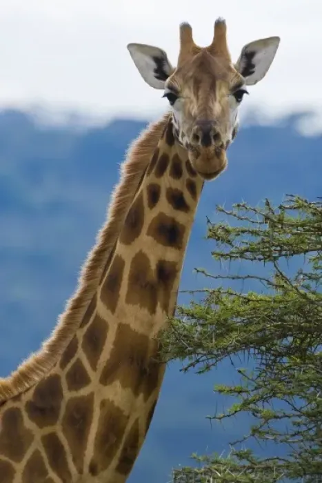 Framed Print : Africa. Kenya. Rothschilds Giraffe at Lake Nakuru NP