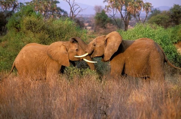 Africa, Kenya, Samburu. Elephant challenge (Loxodonta africana)