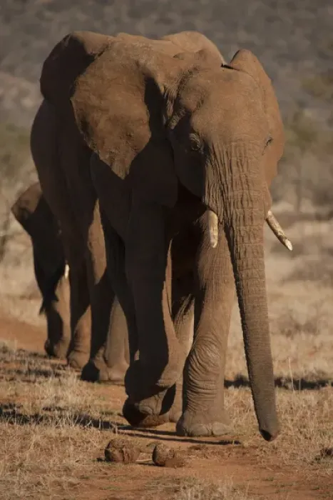 Framed Print : Africa, Kenya, Samburu Game Reserve, African elephant, Loxodonta africana, walking in line Framed Print : Africa, Kenya, Samburu Game Reserve, African elephant, Loxodonta africana, walking in line
