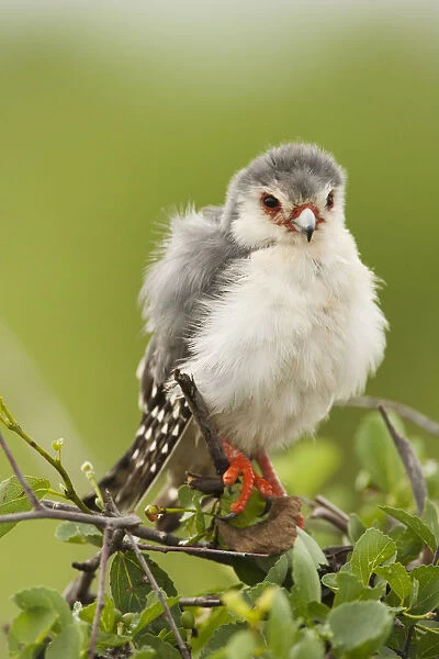 Africa, Kenya, Samburu Game Reserve; Pygmy Falcon, Polihierax semitorquatus, preening