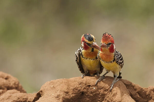 Africa, Kenya, Samburu Game Reserve; Red and Yellow Barbet, Trachyphonus Lybius erythrocephalus