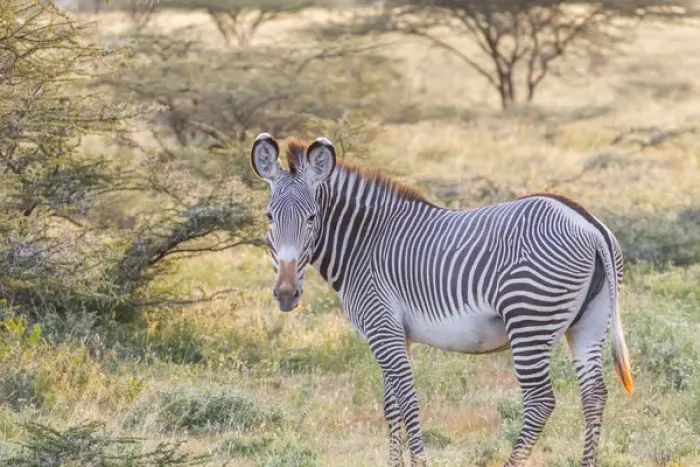 Framed Print : Africa, Kenya, Samburu National Game Reserve and Park, Grevys Zebra (equus Grevyi)