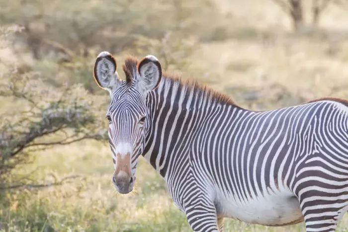 Framed Print : Africa, Kenya, Samburu National Game Reserve and Park, Grevys Zebra (equus Grevyi)