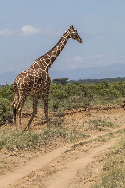 Africa, Kenya, Samburu National Park, Reticulated Giraffe (giraffa Camelopardalis Reticulata)