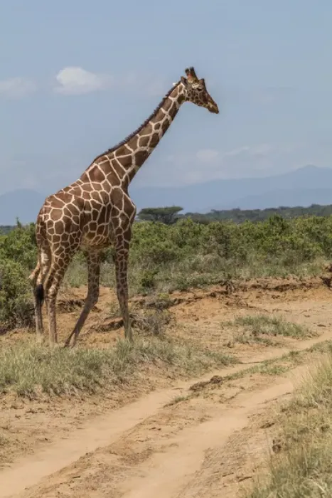 Framed Print : Africa, Kenya, Samburu National Park, Reticulated Giraffe (giraffa Camelopardalis Reticulata) Framed Print : Africa, Kenya, Samburu National Park, Reticulated Giraffe (giraffa Camelopardalis Reticulata)